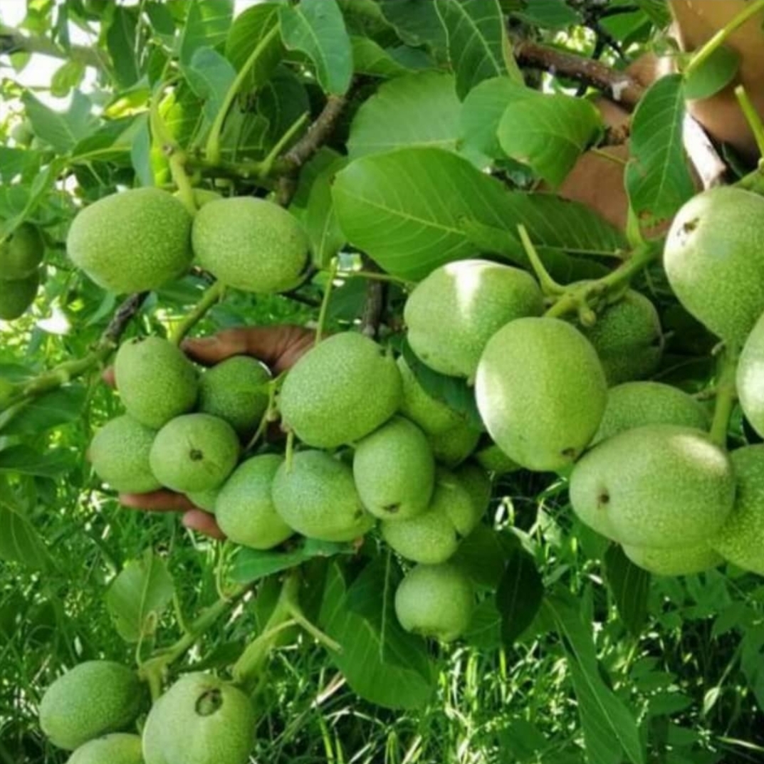 گردو مغز سفید
