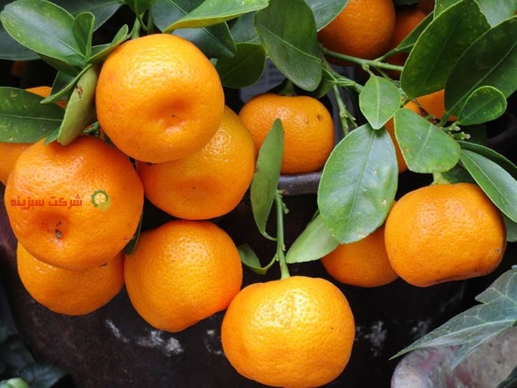 نارنگی ژاپنی