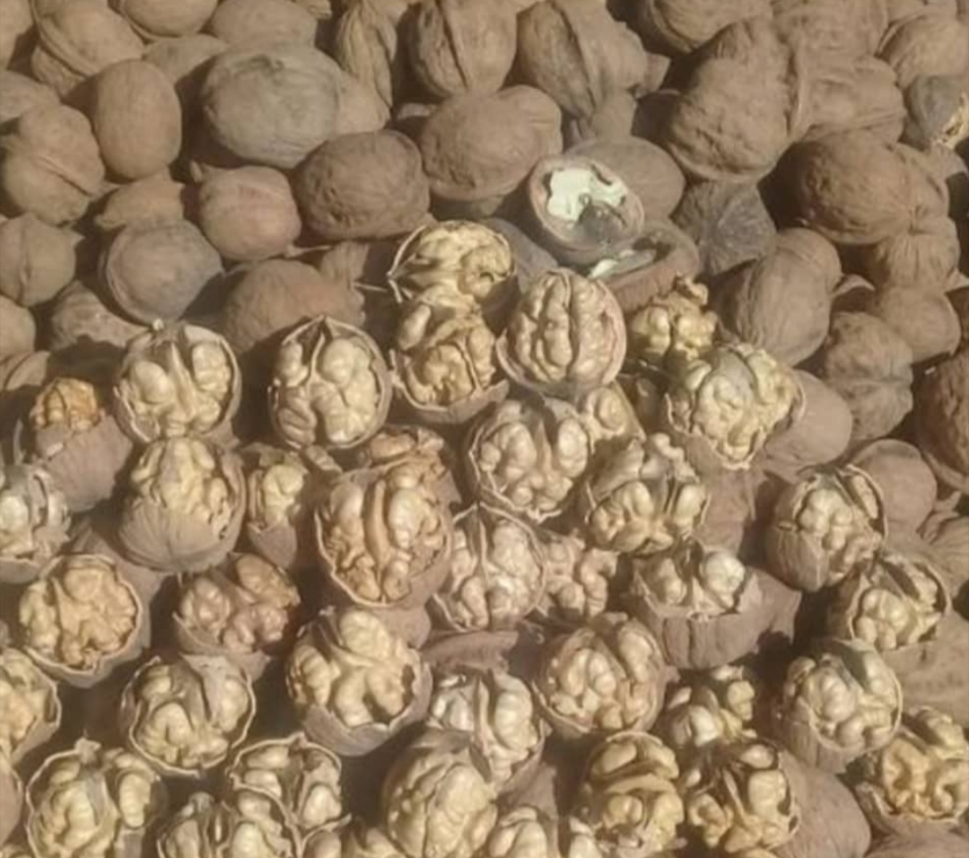 گردو مغز سفید