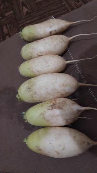 ترب سفید خمپاره ای