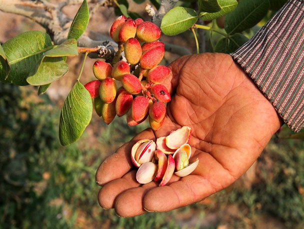 انواع پسته و مغز پسته