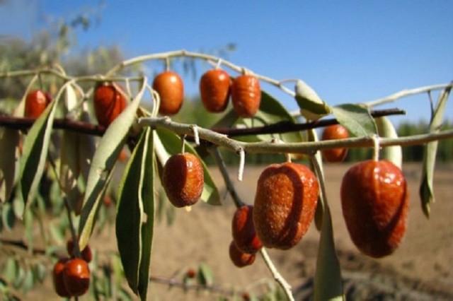 سنجد
