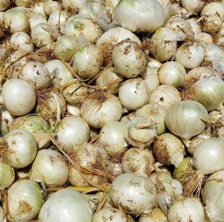 پیاز سفید و زرد