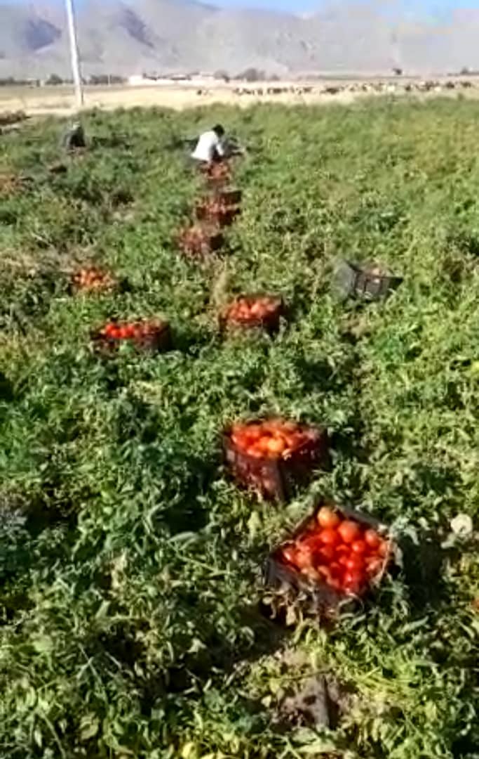 انواع گوجه فرنگی