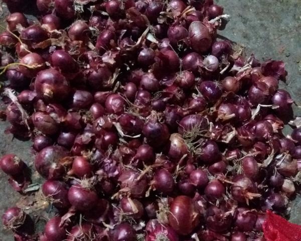 پیاز قرمز نقده