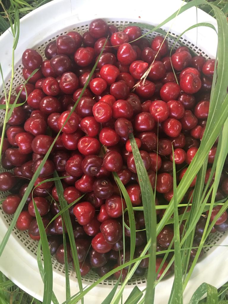 گیلاس آلبالو