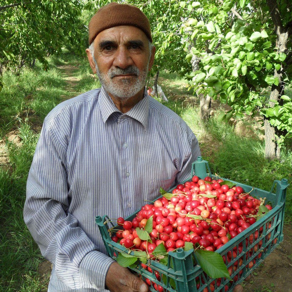 گیلاس تکدانه