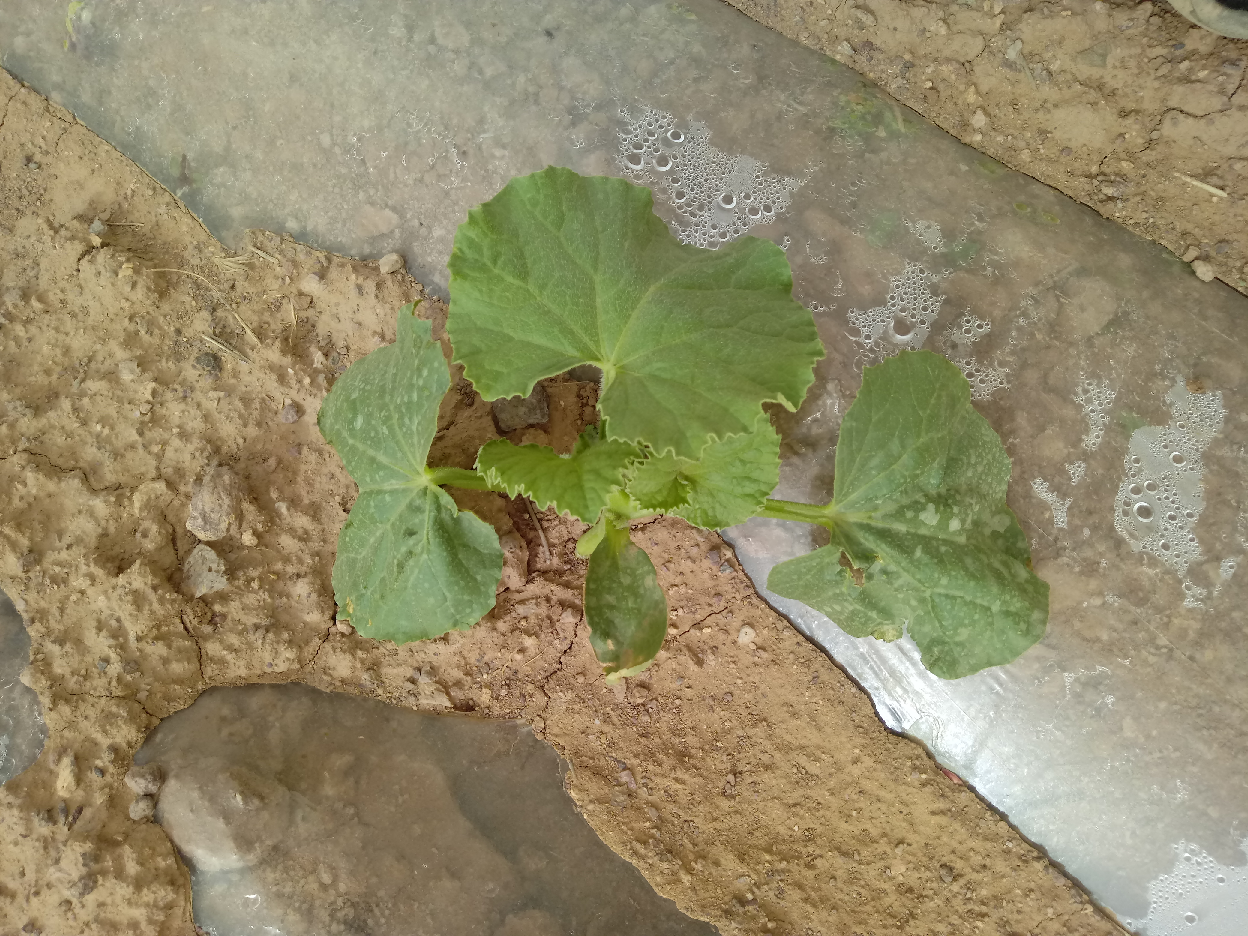 هندوانه گرد