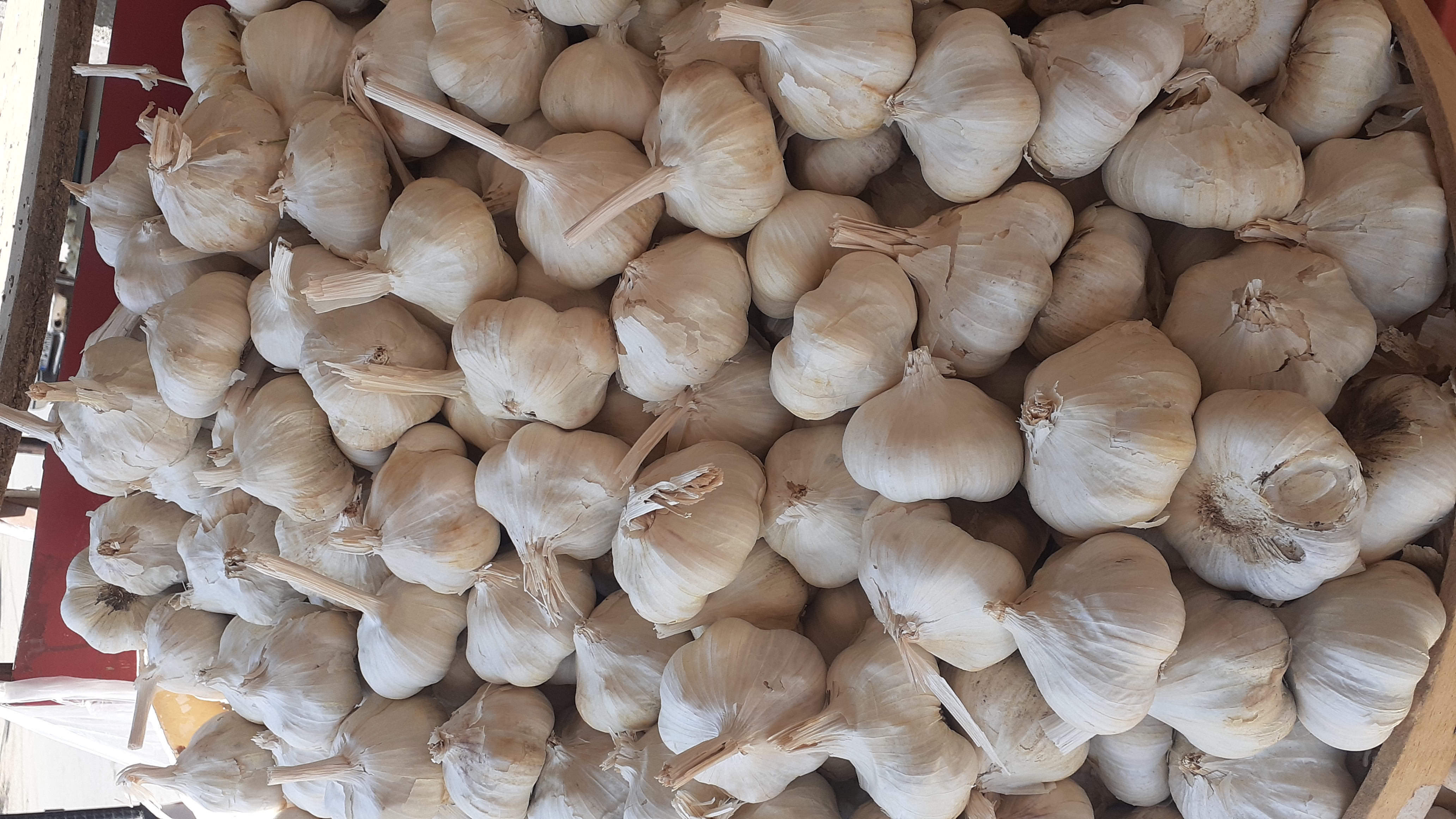 فروش سیر سفید همدان