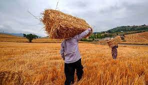 خرید تضمینی گندم و دانه های روغنی از کشاورزان در سال ۱۴۰۰