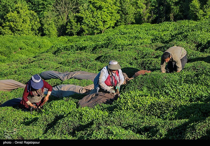 خرید تضمینی برگ سبز چای تا ۱۰ آبان تمدیدشد