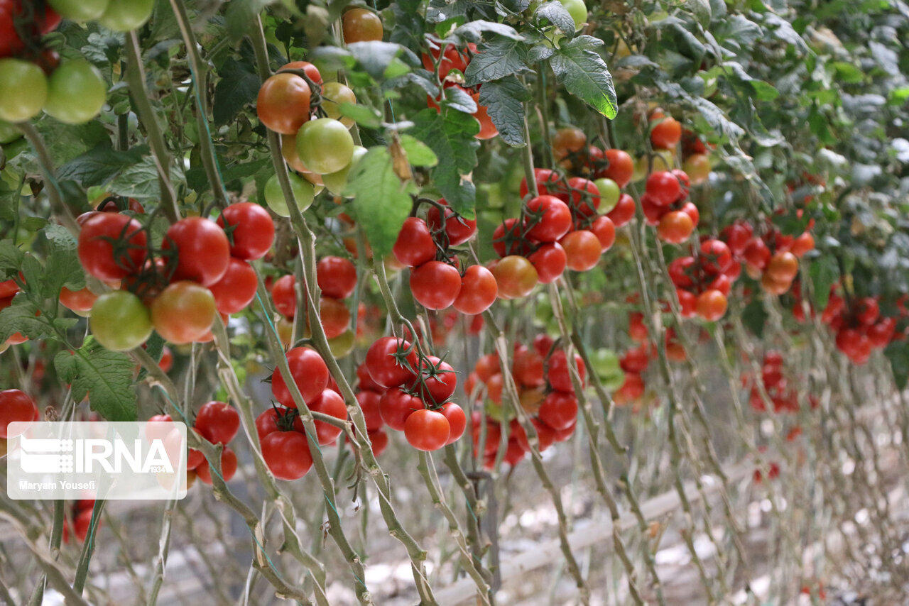 پرداخت تسهیلات گلخانه‌ای توسط بانک کشاورزی در سال جاری