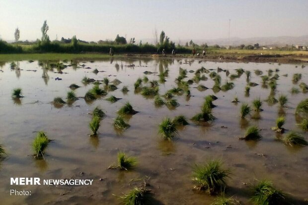 اختصاص ۸۵٠ هکتار از اراضی کهگیلویه به کشت برنج