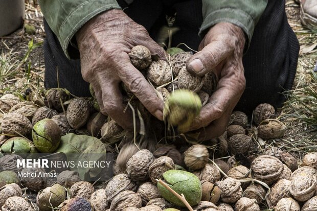 دست کشاورزان در پوست گردو/ سرمازدگی بلای جان کشاورزی کرمان