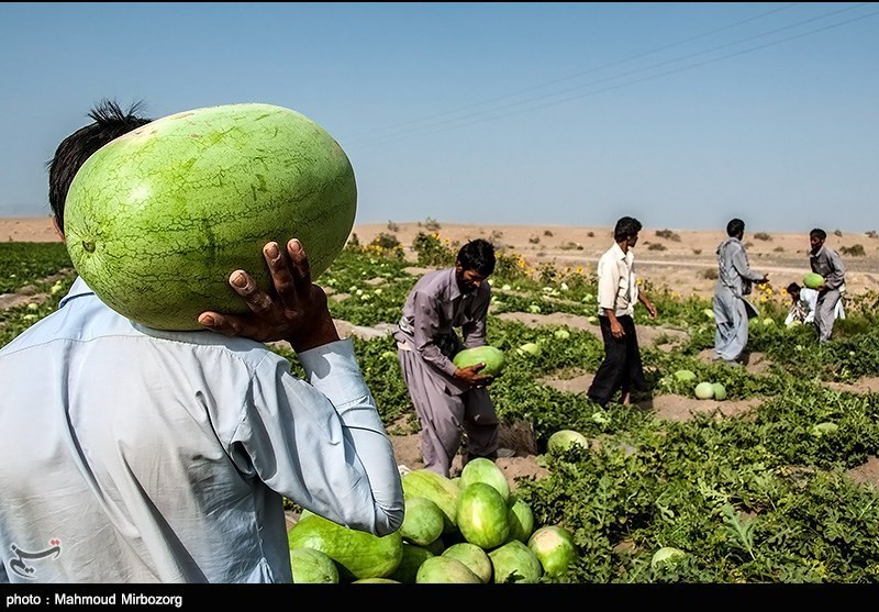 صادرات صیفی‌جات با حکم دیوان عدالت اداری آزاد شد؛