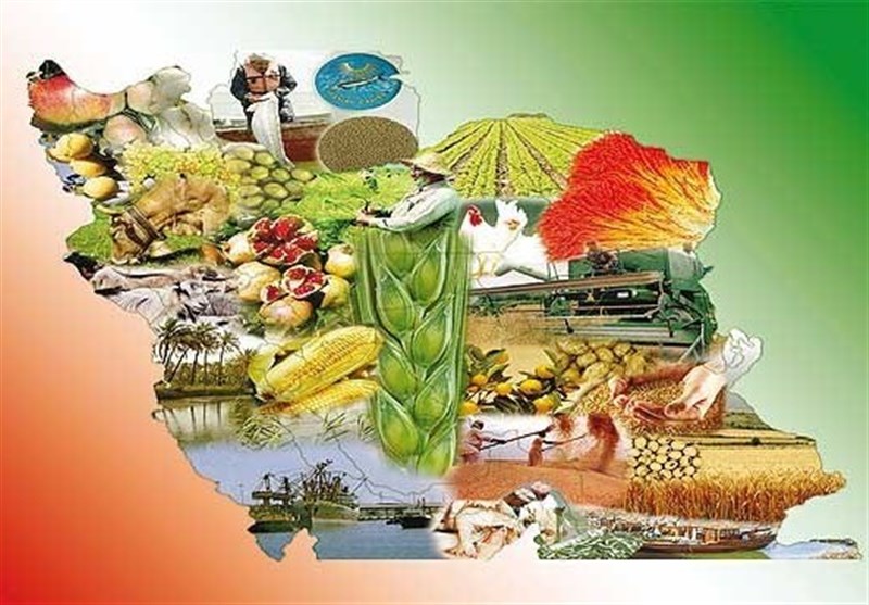 لیموترش، خرما و سیر کشاورزان خرید حمایتی شد
