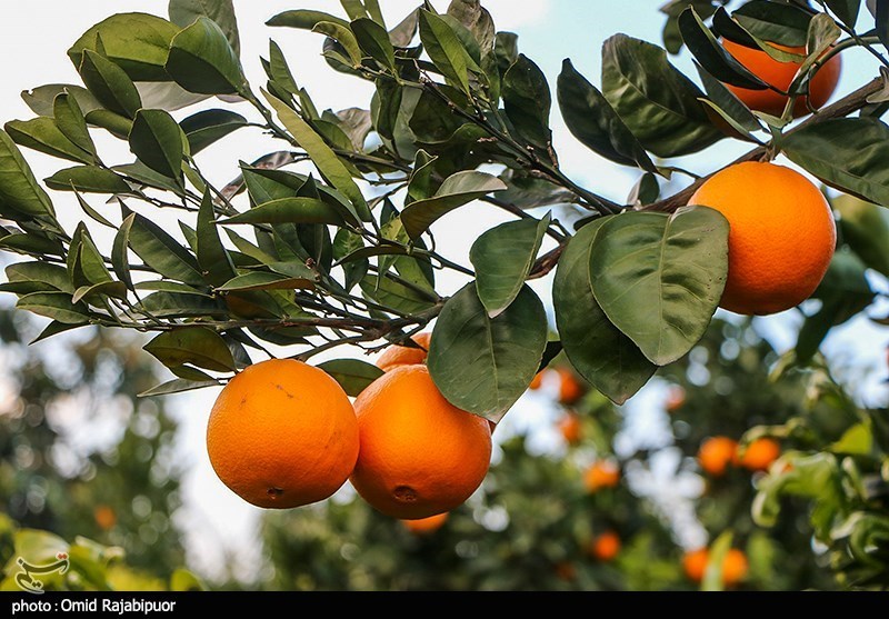 ثبت نام از متقاضیان صادرات مرکبات به چین در وزارت جهاد کشاورزی