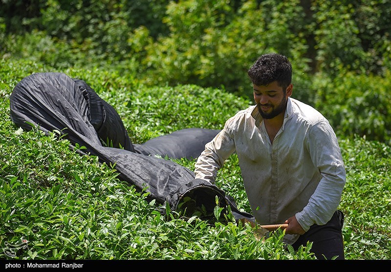 افت ۱۳ درصدی تولید برگ سبز چای به دلیل کاهش بارندگی