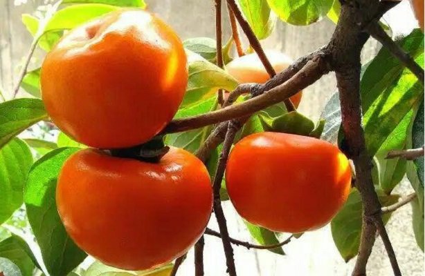 بیش از ۶۰۰ تن محصول خرمالو از باغات جهرم برداشت می شود