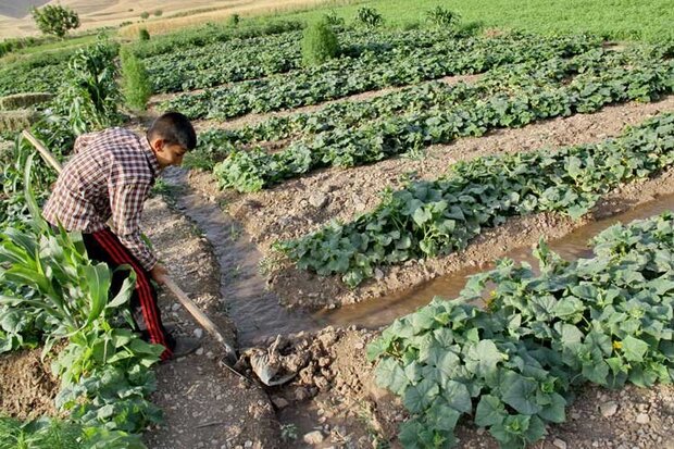 دخالت دولت منجربه انحراف کارکرد تشکل ها می‌شود