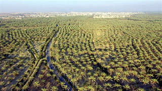 اصلاح ۱۸ هزار هکتار شبکه آبیاری نخلستان‌های دشتستان