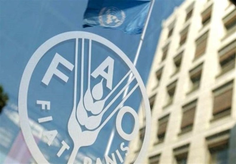 فائو: تولید غلات ایران با رشد ۱۷ درصدی به مرز ۲۱ میلیون تن رسید