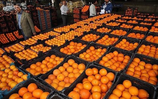 چرا پرتقال جنوب گران‌تر از مرکبات شمال شد؟