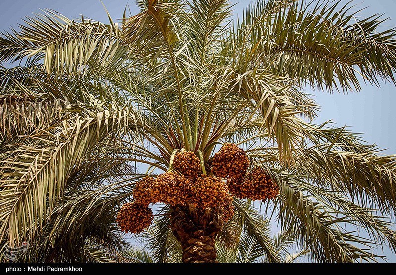 صادرات خرمای ایران به ۸۵ کشور دنیا با وجود تحریم‌ها