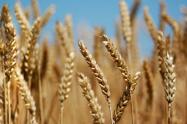 نرخ پیشنهادی گندمکاران برای افزایش قیمت خرید تضمینی