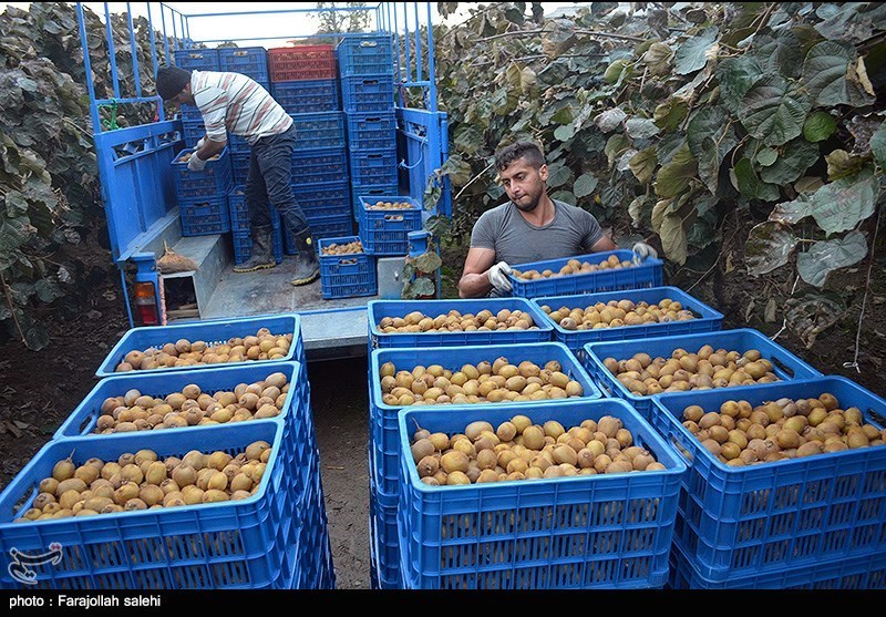 ازسرگیری صادرات کیوی ایران به هند پس از وقفه ۱۴ ماهه