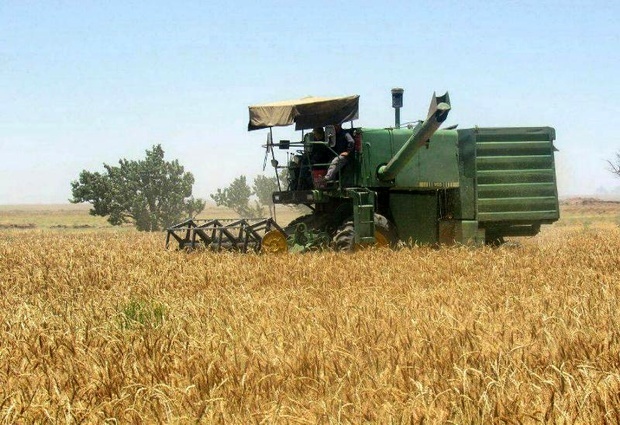 برداشت گندم آغاز شد