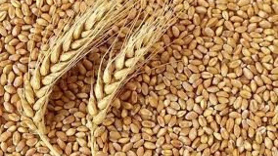 افزایش قیمت خرید تضمینی گندم در ابهام