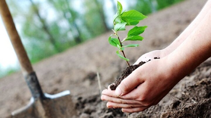 ۳.۷ میلیون هکتار درختکاری برای احیا جنگل ها