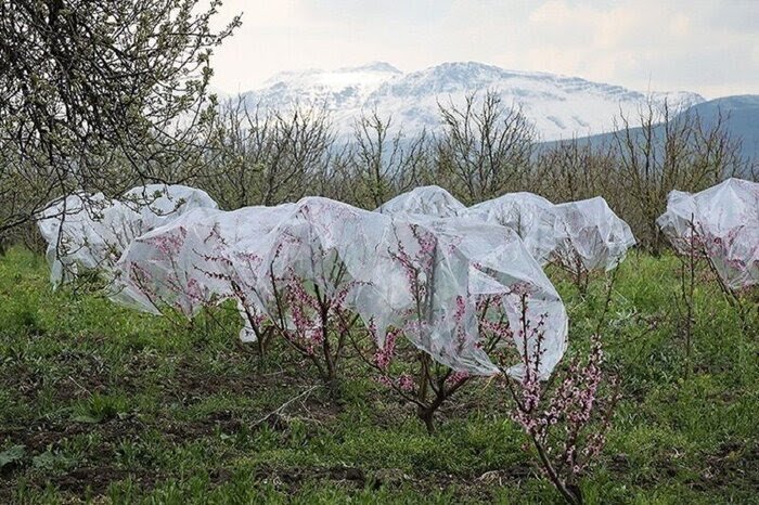 کشاورزان تمهیدات لازم برای جلوگیری از سرمازدگی اتخاذ کنند